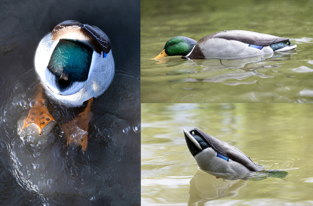Avian X Power Butt kicker and iIp Up mallard