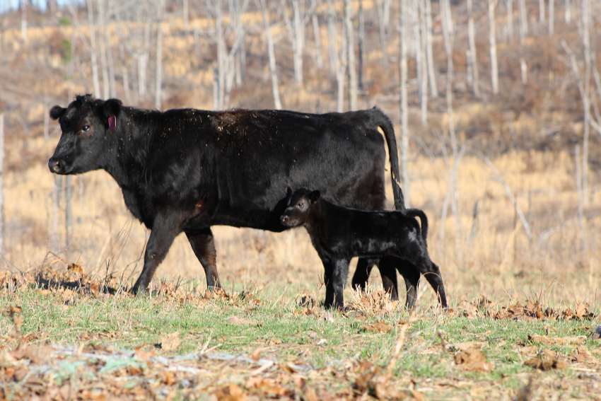 Predator Hunting Around Livestock | Shoot On