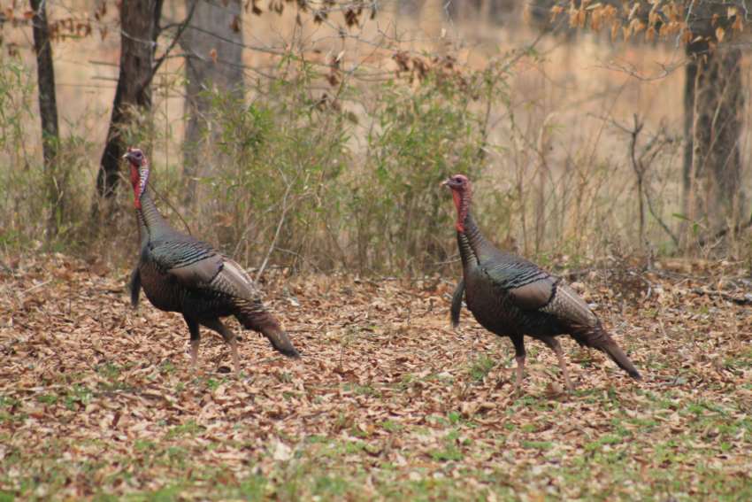 Archery Strategies for Turkey Shoot On