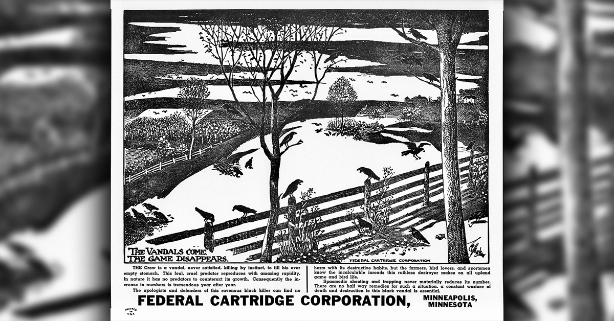 Crow Hunting: Shotgun Practice With A Purpose
