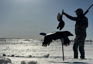 Crow Hunting: Shotgun Practice With A Purpose