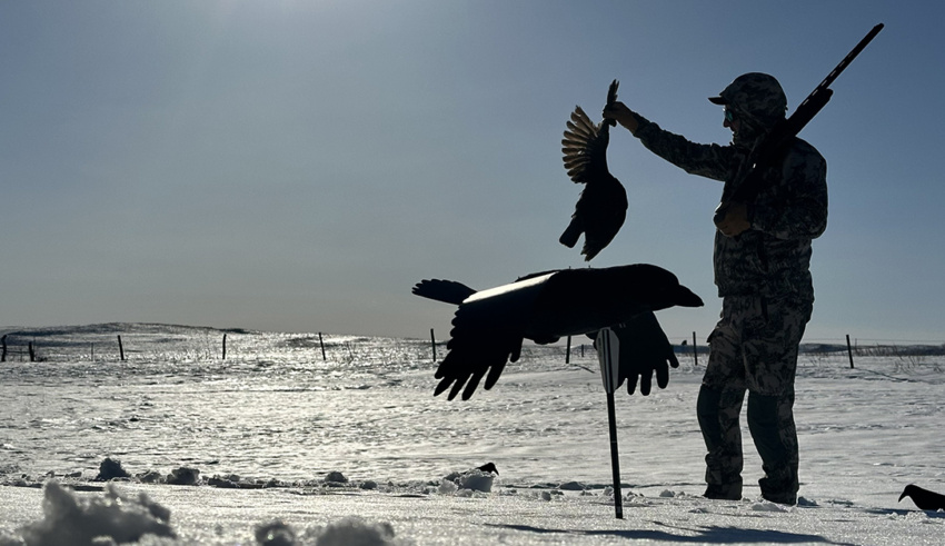 Crow Hunting: Shotgun Practice With A Purpose