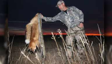 Shotgun: The Predator Hunter’s Secret Weapon