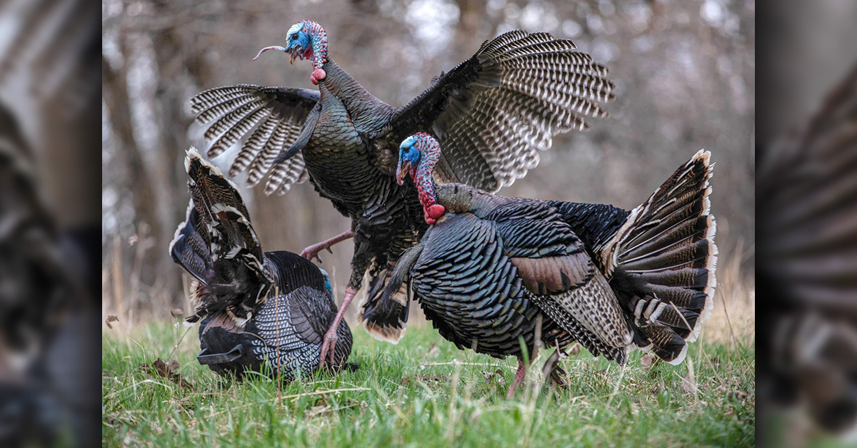 Top New Gear For Spring Turkey Season